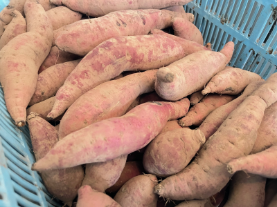 生芋